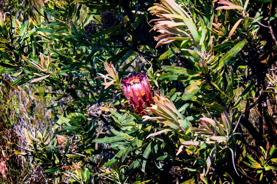 0 Bedroom Property for Sale in Humansdorp Rural Eastern Cape